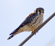 American Kestrel